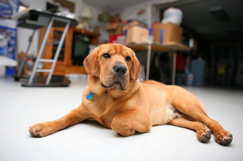 dog lying on the garage floor