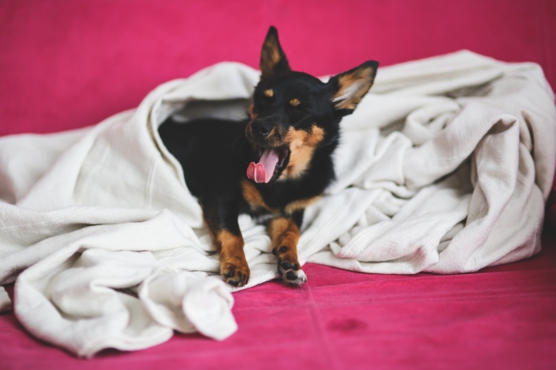 dog lying on white blanket