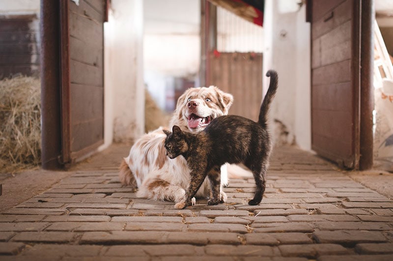 dog lying outdoor with cat