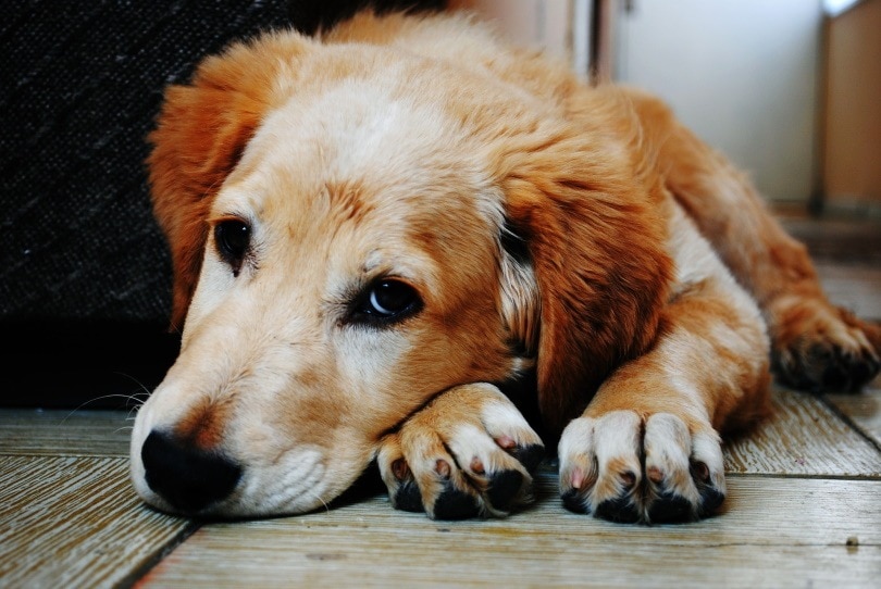 dog lying_Pexels_Pixabay