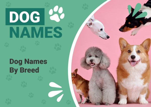 Dog Names by Breed