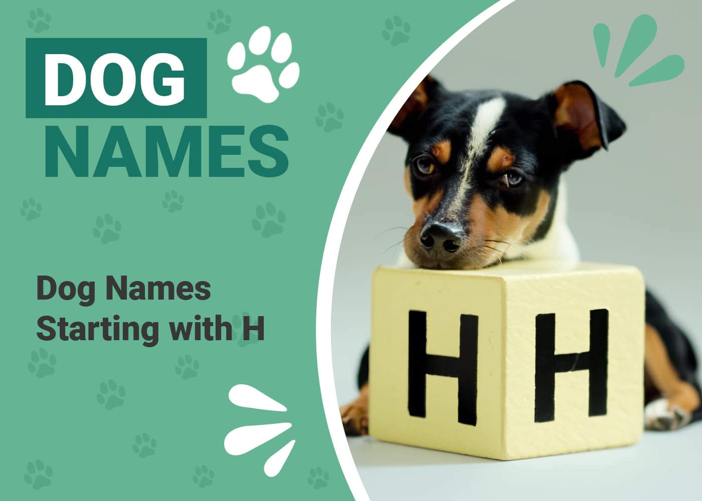 Dog Names Starting With H
