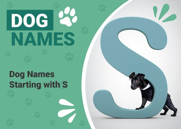 Dog Names Starting With S