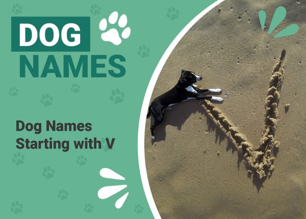 Dog Names Starting With V