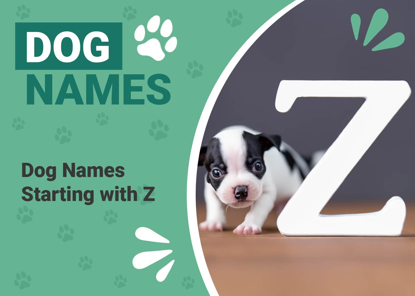 Dog Names Starting With Z