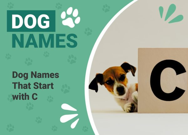 Dog Names That Start With C