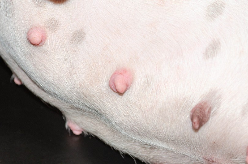 dog nipples