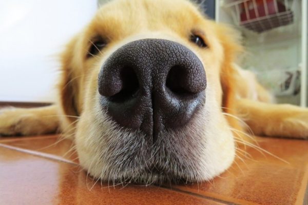 dog-nose-close-up-shot