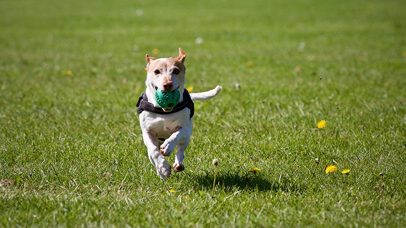 dog off leash playing at the park