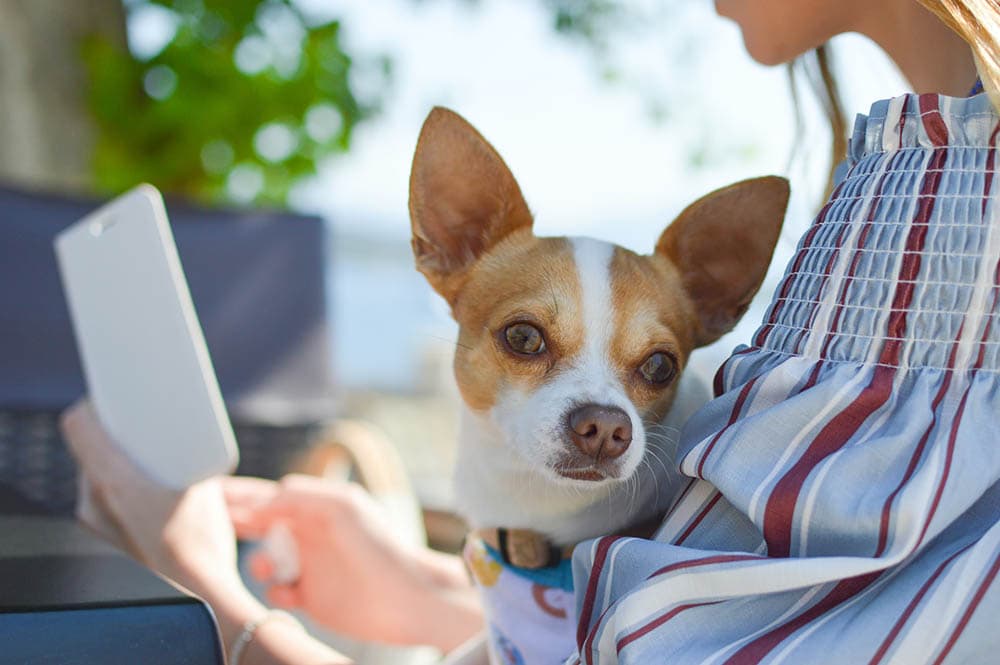 dog on a woman's lap
