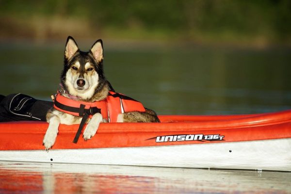 dog on an orange and white kayak