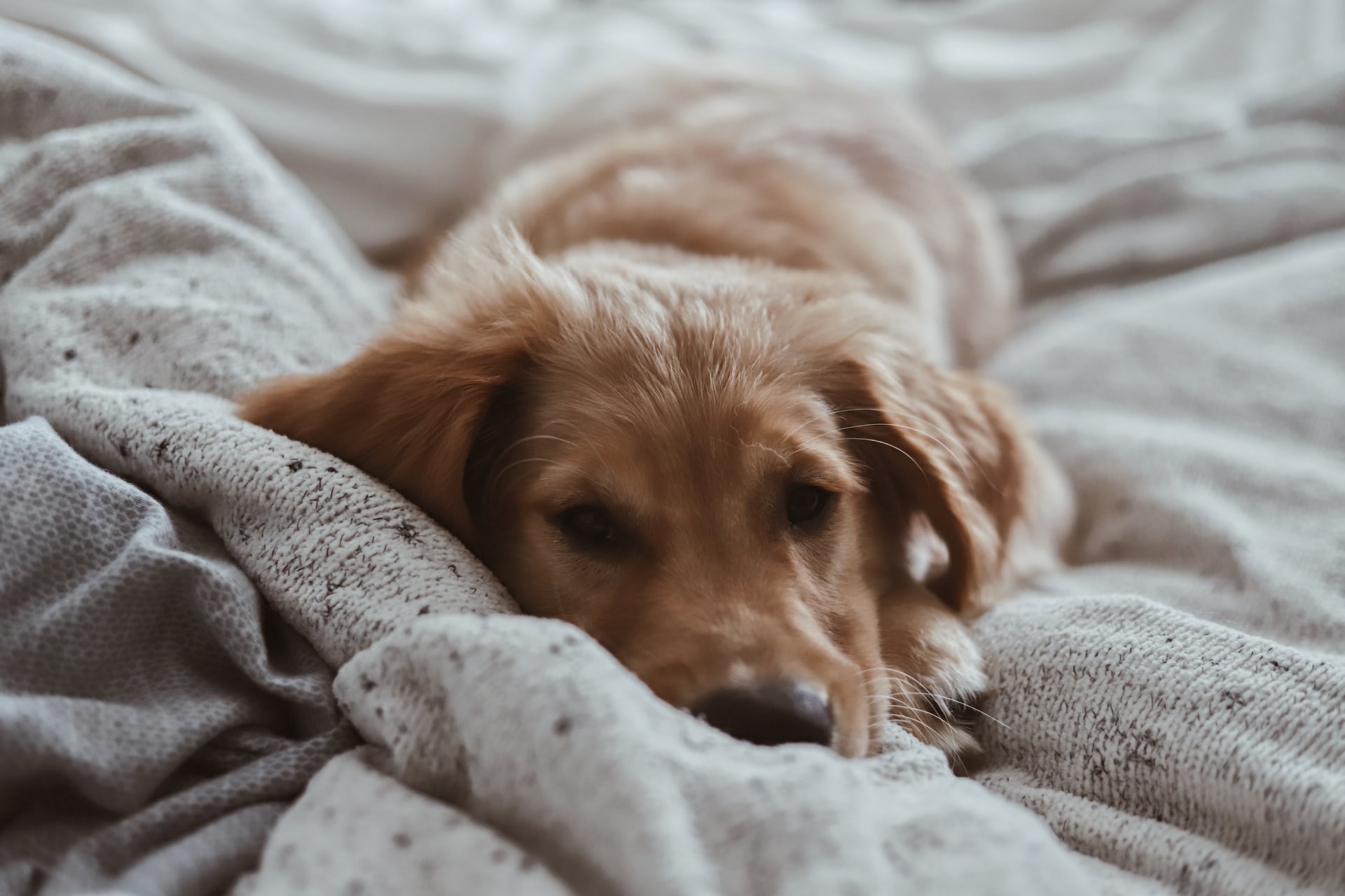 dog on its blanket