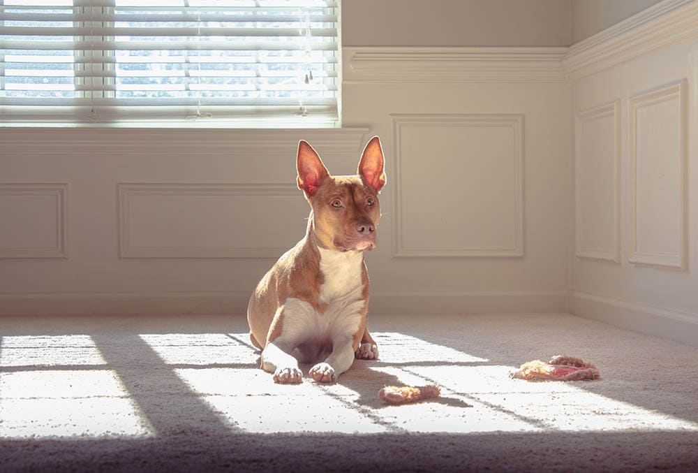 dog on the carpet sunbathing by the window