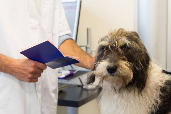 dog on the table by the veterinarian