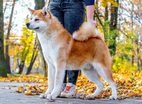 dog owner and Akita dog outdoors