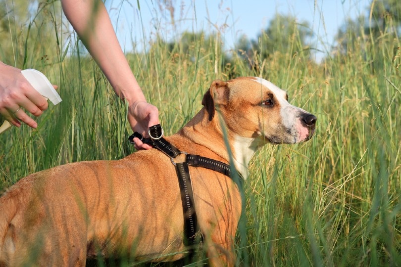 dog owner applying mosquito repellent on his pet dog outdoors