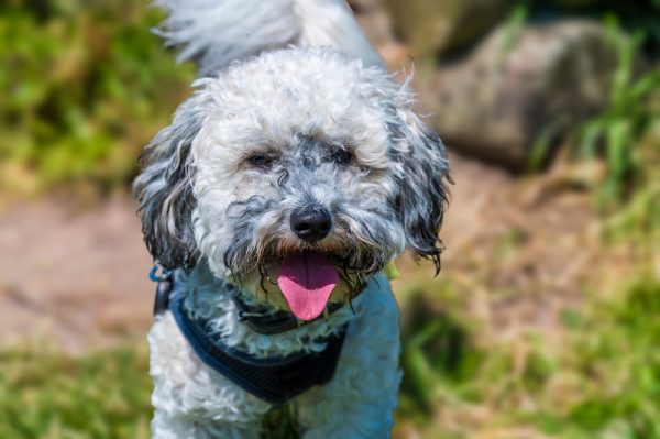 dog panting outdoor
