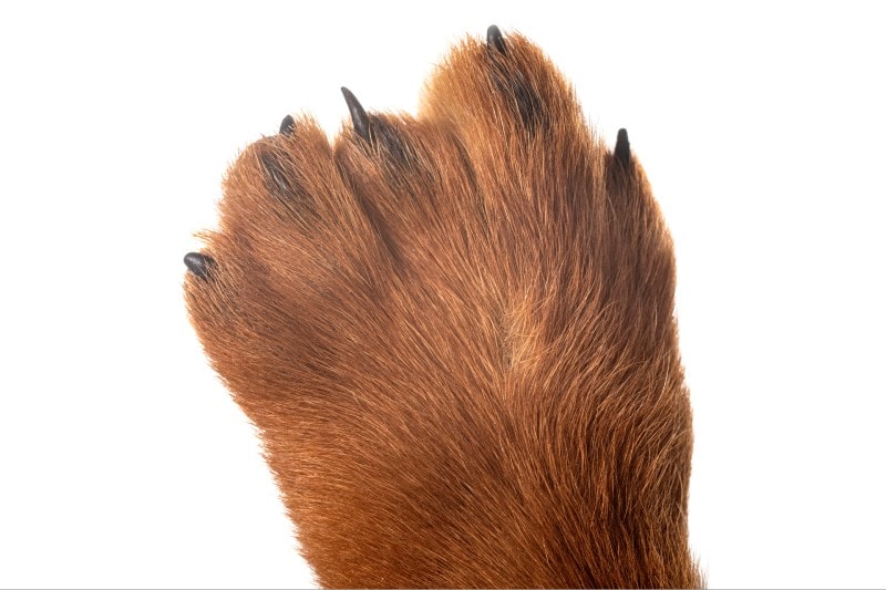 dog paw polydactyl