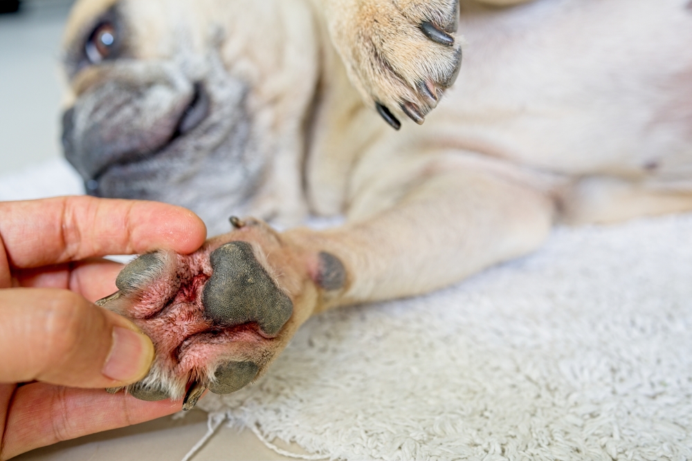 dog paw wound infection