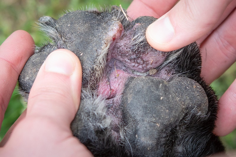 dog paw yeast and bacterial infections swollen