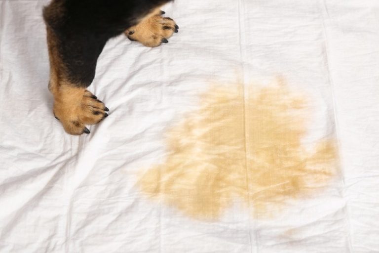 How to Get Dog Pee Smell & Stains Out of Clothes and Fabrics Tips