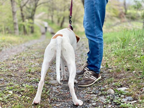 A dog with his hips turned and his owner's legs