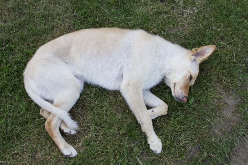 dog playing dead on the grass