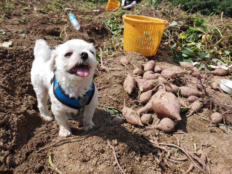 dog playing in a sweet potato field in a sunny fall