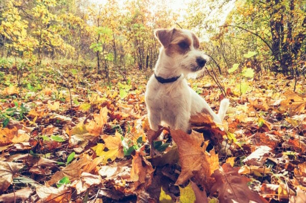 dog-playing-in-the-autumn