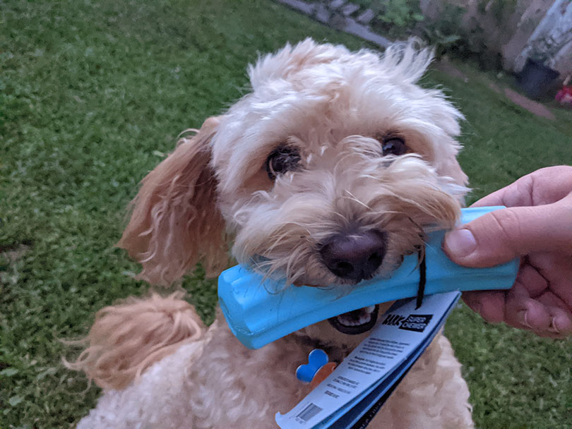 dog playing with bark super chewer toy