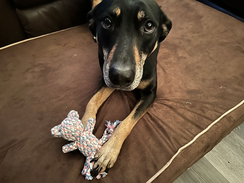 dog playing with its toy on the bully bed