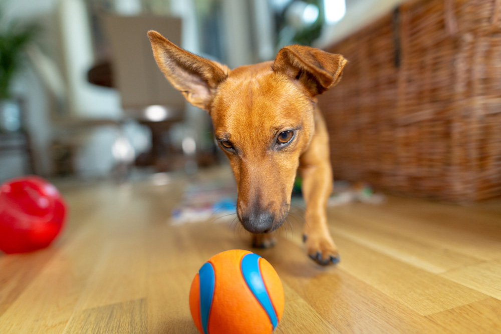 dog playing with its toys