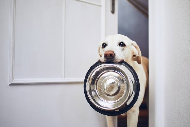 dog ready to eat