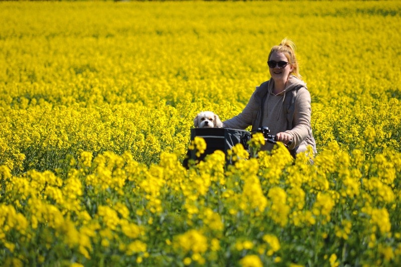dog riding a bike with a woman