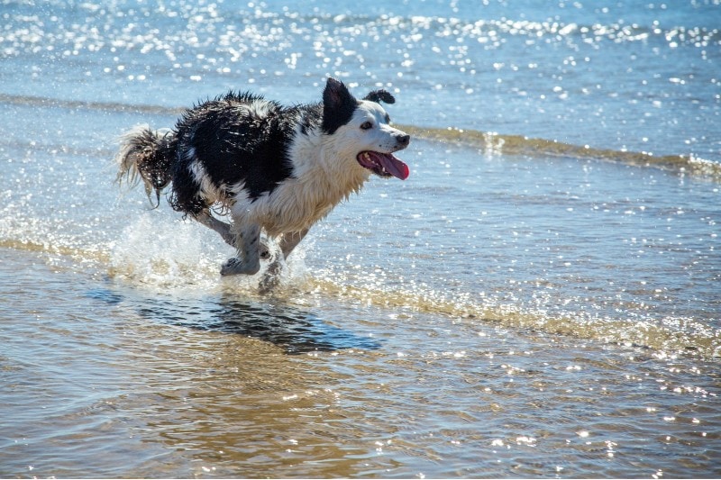 dog running on the beach