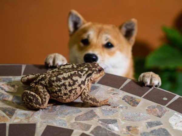dog saw a toad sitting on the table