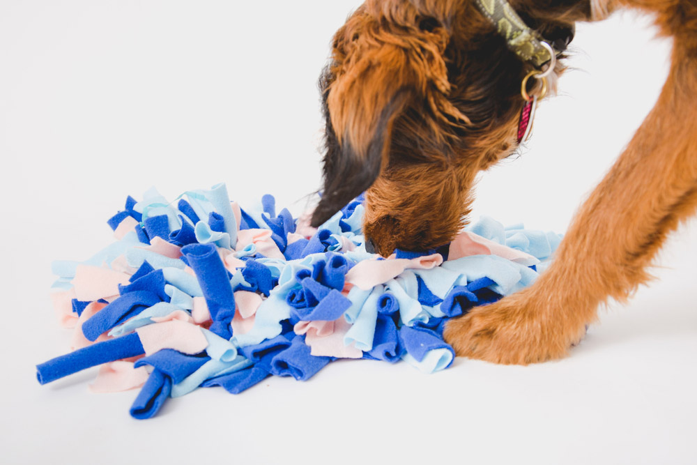 dog searching for treats in a homemade snuffle mat