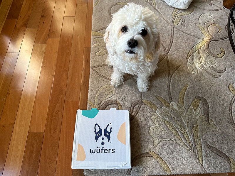 dog sitting near the Wüfers dog cookie box