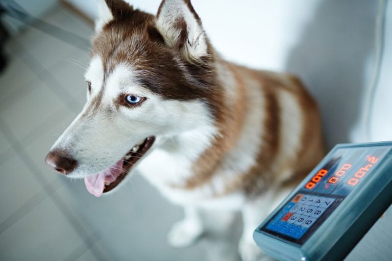10 Best Pet Scales for Dogs in 2026: Reviews & Top Picks – Dogster