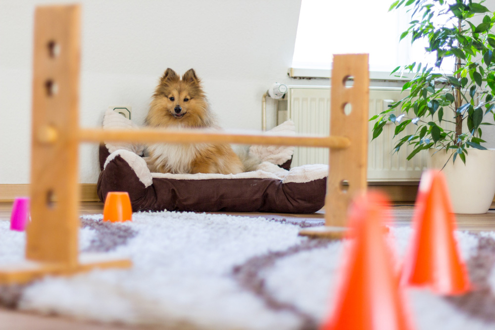 dog sitting on bed in front of obstracle course at home