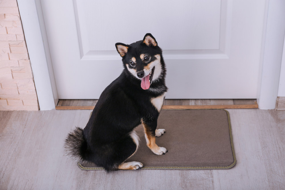 dog sitting on doormat at home