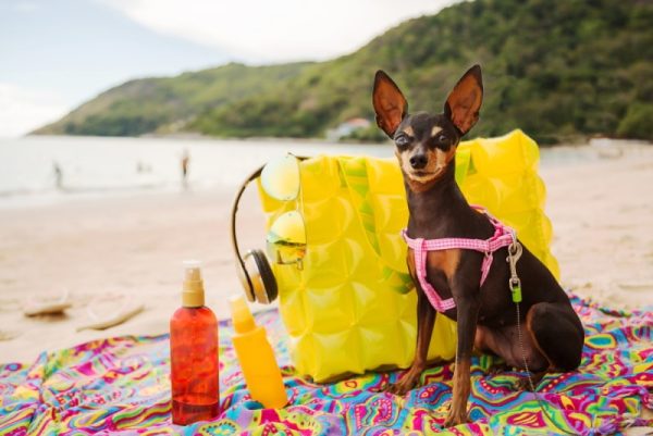 dog sitting on the beach