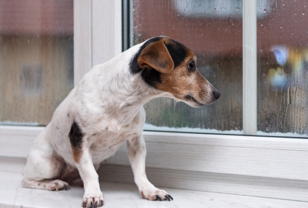 dog sitting on windowsill looking outside the window