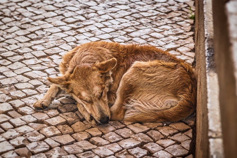 dog sleeping curled up