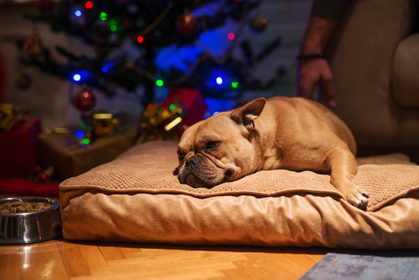 dog sleeping in dog bed beside a christmas