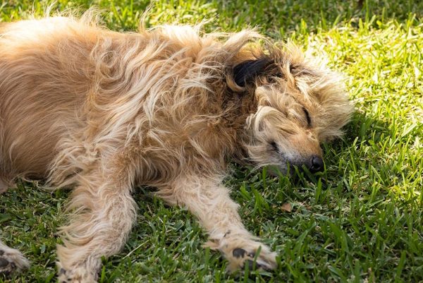 dog sleeping on grass