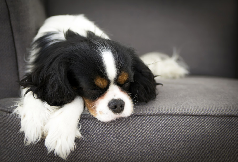 dog sleeping on sofa at home