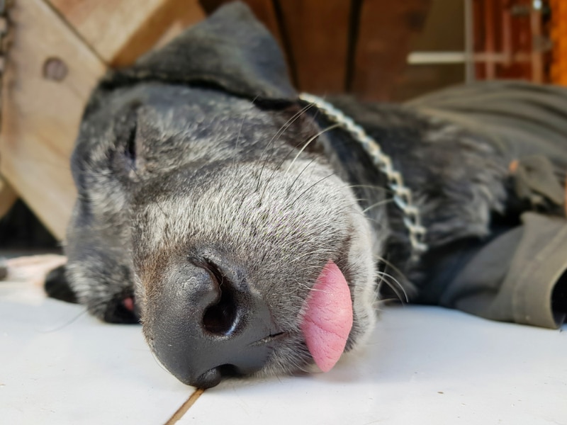 dog sleeping with tongue's out