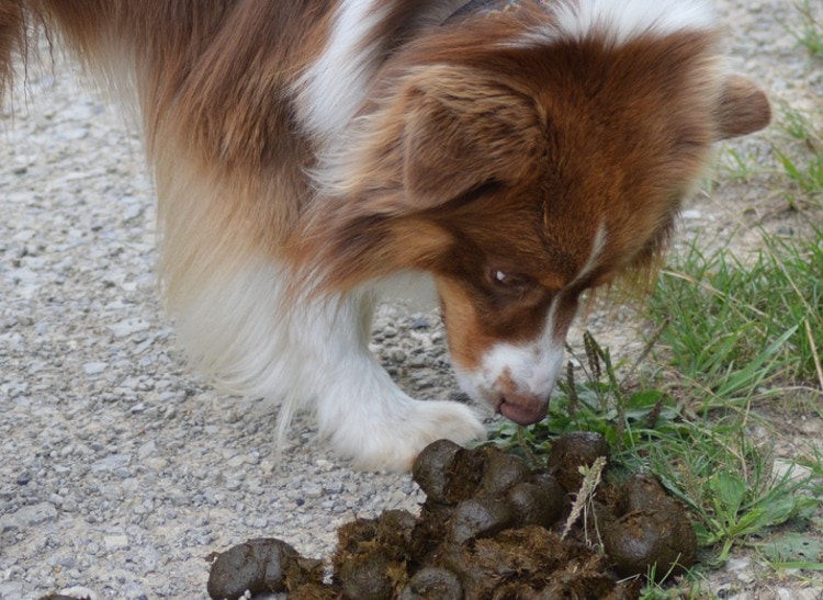 dog smelling poop