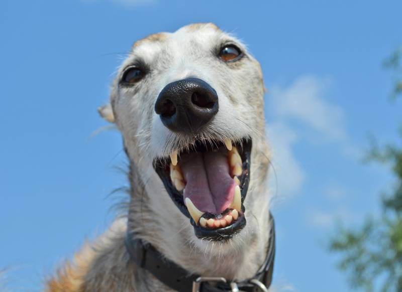 dog smiling on camera while showing its teeth